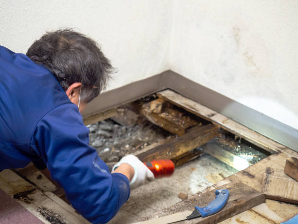 Best Office Mold Removal Services  in Mayfield, PA