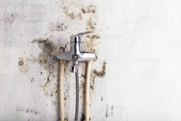 Best Best Mold Removal Companies  in Mayfield, PA