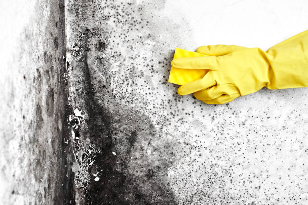 Best Mold Testing  in Mayfield, PA