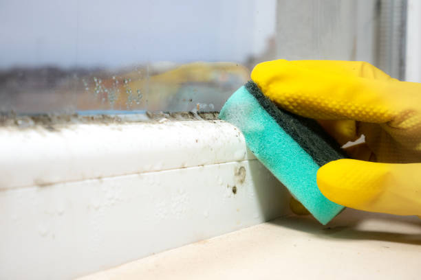 Best Local Mold Removal Service  in Mayfield, PA