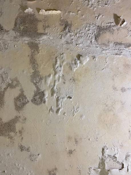 Best Office Mold Removal Services  in Mayfield, PA