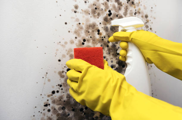 Best Affordable Mold Removal  in Mayfield, PA