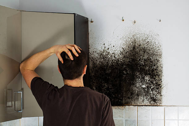 Best Local Mold Removal Service  in Mayfield, PA