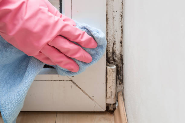 Best Mold Remediation  in Mayfield, PA