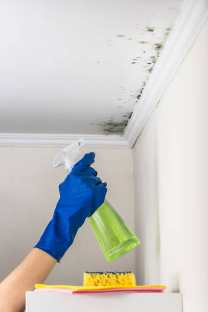 Best Mold Testing  in Mayfield, PA
